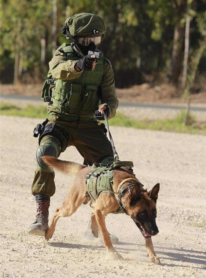 Handler with trained dogs demonstrating confidence building for dogs